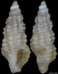 Etrema trigonostoma (Philippines, 3,0mm) F+++ €3.00 (specimens for sale are c.3mm and are of the same quality as the specimen illustrated)