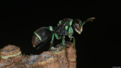 Wasp (Ropalidia sp.), Andapananguoy, Île Sainte-Marie, Madagascar