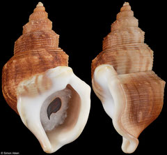 Struthiolaria papulosa (New Zealand, 78,6mm) F+/F++ €16.00 (specimens for sale are 78-82mm and are of the same quality as the specimen illustrated)