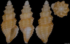 Pseudorhaphitoma sp. (Philippines, 4,5mm)
