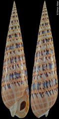 Oxymeris maculata (Philippines, 186,6mm)