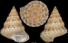 Calliostoma pulchrum (Bahamas, 11,1mm)