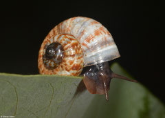 Cyclotus gassiesianus (Phnom Chhngauk, Kampot Province, Cambodia)