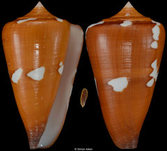 Conus thailandis (Thailand, 52,5mm) F+++ €95.00