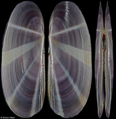 Siliqua radiata (Thailand, 53,9mm)
