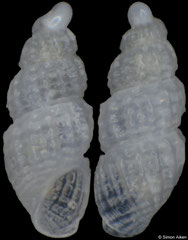 Haldra photis (Pacific Mexico, 1,3mm)