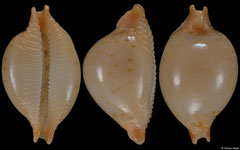 Cypraea margarita form 'africana' (Tanzania, 14,0mm)
