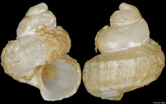 Haloceras japonicum (Washington, USA, 4,2mm)