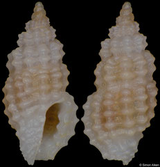 Paramontana cf. punicea (Philippines, 4,0mm) F+++ €3.00 (specimens for sale are 3-4mm and are of the same quality as the specimen illustrated)