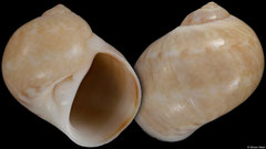 Notocochlis dillwynii (Cape Verde, 16,5mm) F+++ €7.00 (specimens for sale are 15-17mm and are of the same quality as the specimen illustrated)