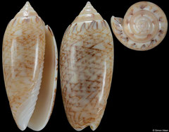 Americoliva bifasciata (Caribbean Panama, 43,0mm)