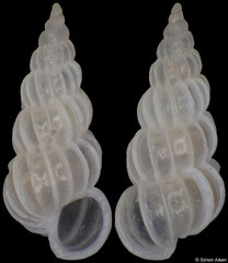 Epitonium ilariae (Madagascar, 4,8mm)