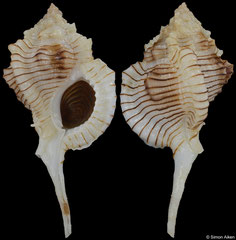 Siratus perelegans (Guadeloupe, 66,6mm)