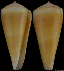 Conus alconnelli (South Africa, 51,4mm)