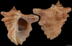 Neorapana muricata (Pacific Panama, 45,3mm)