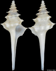 Columbarium formosissimum (South Africa, 35,3mm)