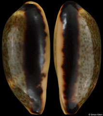 Cypraea felina (Madagascar, 19,2mm)