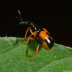 Weevil (Madagasocycnelus humeralis), Ambalavao, Madagascar