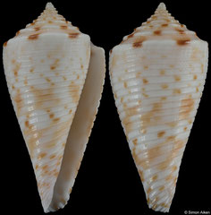 Conus lorenzi (South Africa, 21,8mm)
