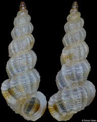 Gregorioiscala xanthotaenia (Philippines, 5,3mm)