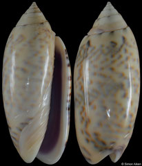 Oliva caerulea (Madagascar, 53,8mm) F+++ €4.50 (specimens for sale are 50-53mm and are of the same quality as the specimen illustrated)