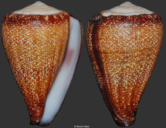 Conus evorai (Cape Verde, 28mm)
