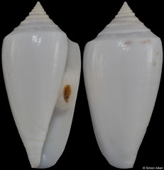 Conus victoriae (Western Australia, 39,0mm)