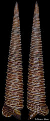 Viriola corrugata (Philippines, 14,2mm) F+++ €7.00