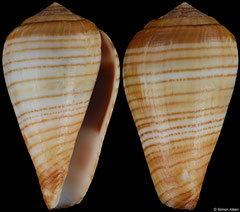 Conus variegatus (with chytreus pattern) (Angola, 19,0mm) F++ €17.00