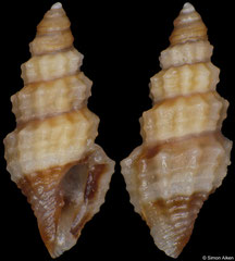 Nannodiella sp. (South Africa, 4,2mm)