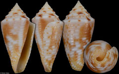 Conus marinae (Brazil, 19,1mm)