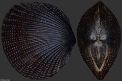 Veneridae sp. ? (Philippines, 5,7mm)