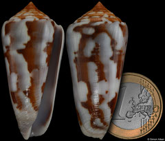 Conus gubernator (Madagascar, 48,4mm) F+++ €8.00