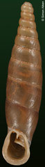Carinigera buresi dramaensis (Greece, 15,0mm) F+++ €2.50 (specimens for sale are 13-15mm and are of the same quality as the specimen illustrated)