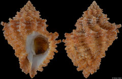 Babelomurex tectumsinensis (Canary Islands, 37,1mm)