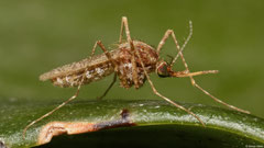 Mosquito (Culicidae sp.), Andapananguoy, Île Sainte-Marie, Madagascar