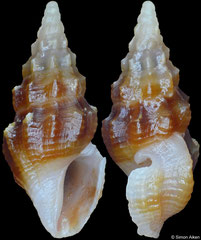 Clavus devexistriatus (Philippines, 10,4mm)