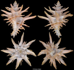 Babelomurex wormaldi (Philippines, 16,7mm)