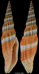 Vexillum tulearense (Madagascar, 75,9mm)