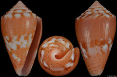 Conus mauricioi (Brazil, 19,9mm) F+++ €16.00