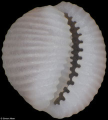 Cleotrivia coletteae (Madagascar, 3,8mm)