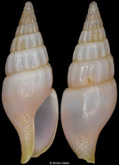 Suturoglypta blignautae (South Africa, 11,3mm)
