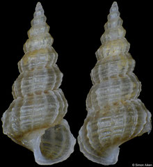 Perspicioscala thorssoni (Philippines, 4,5mm)