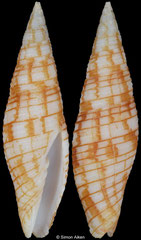 Imbricaria polycincta (Philippines, 25,0mm) F++ €45.00