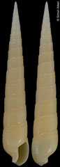 Terebra cingulifera (Philippines, 57,0mm)