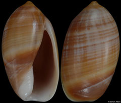 Ancilla atimovatae (Madagascar, 18,3mm) F+++ €6.00 (specimens for sale are 17-18mm and are of the same quality as the specimen illustrated)