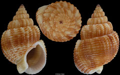 Nassarius desmoulioides (South Africa, 17,3mm)