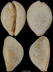 Loxacypraea chilona (Alum Bluff, Florida, USA, 39,1mm) Burdigalian fossil