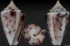 Conus wendrosi (Aruba, 14,7mm)