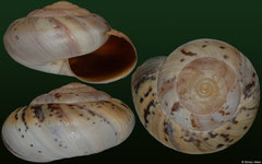 Kalidos chastelli (Madagascar, 27,9mm, 28,0mm, 27,1mm) F+/F++ €3.00 (specimens for sale are 25mm+ and are of the same quality as the specimens illustrated)